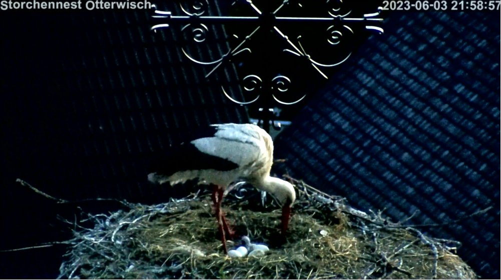 Storch Junges1x