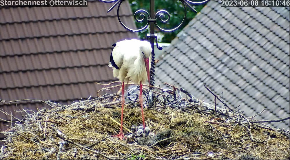 Storch Junges4