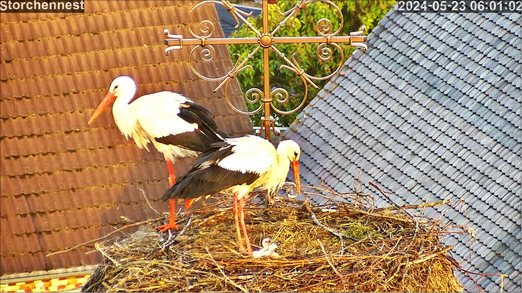 Storch Junges2