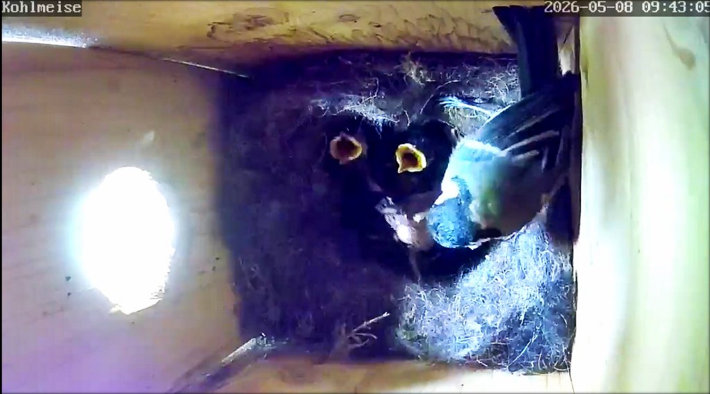 Kohlmeise 08052026