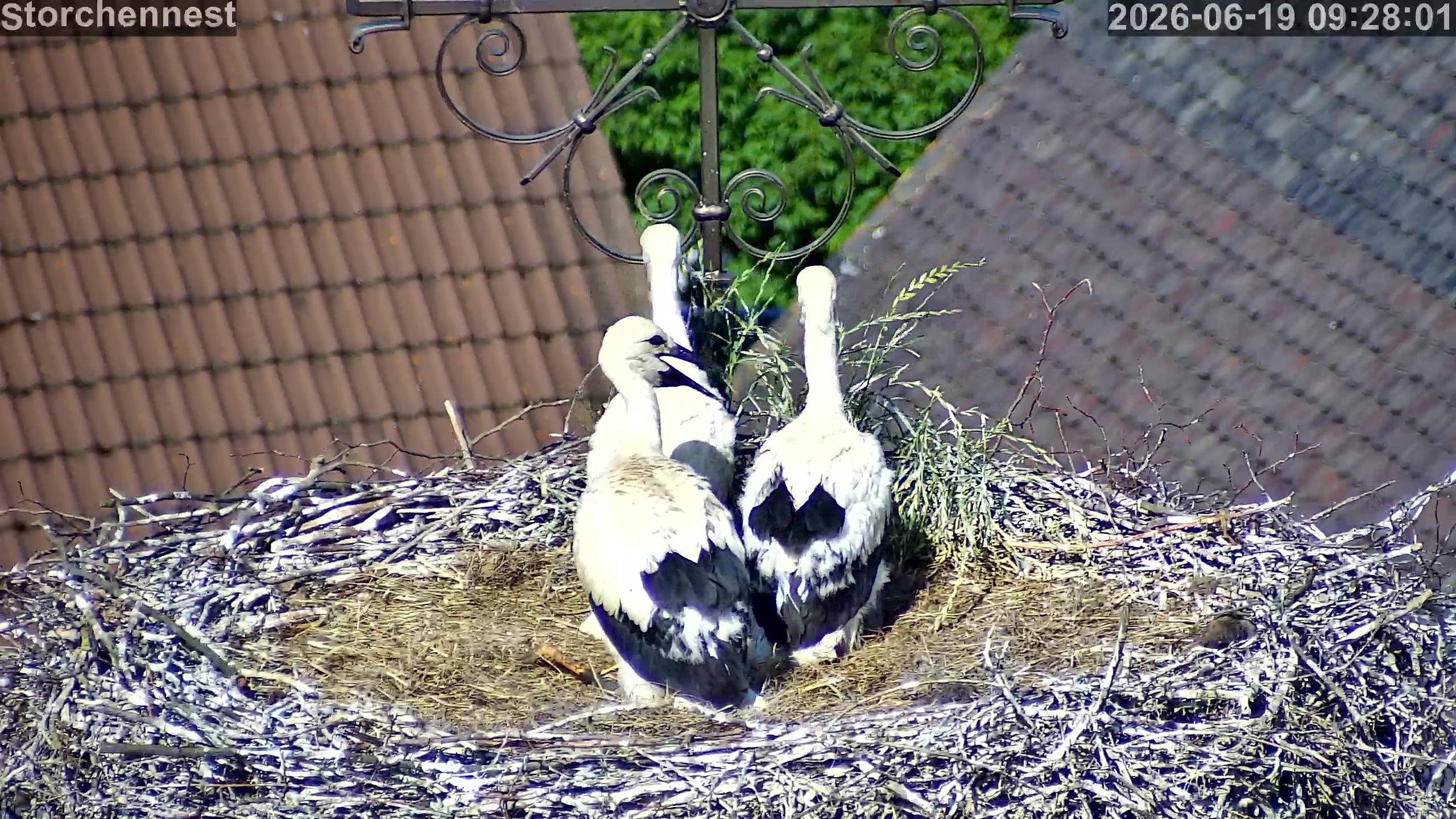 Storch260619