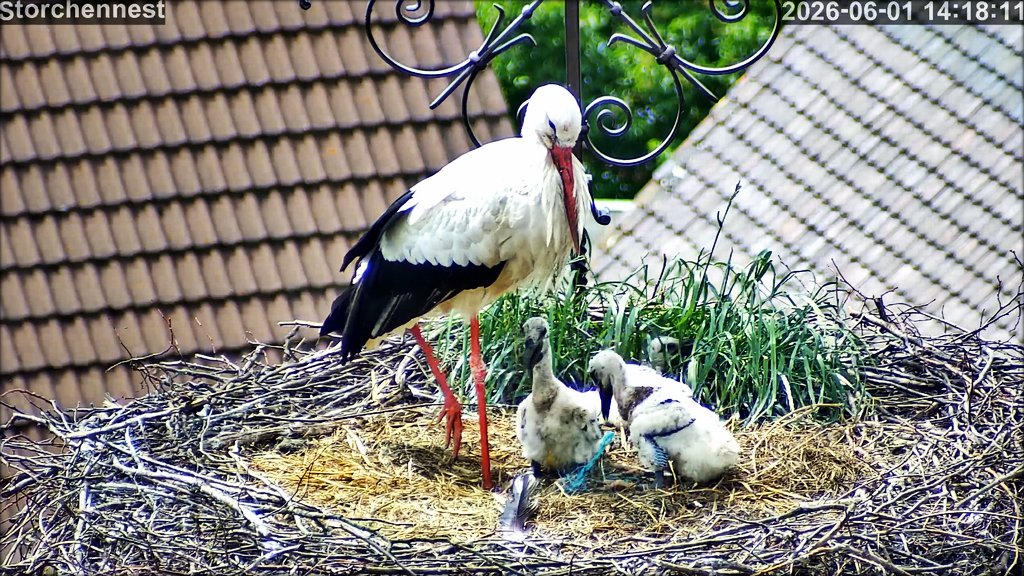 Storch 010626 Bindegarn