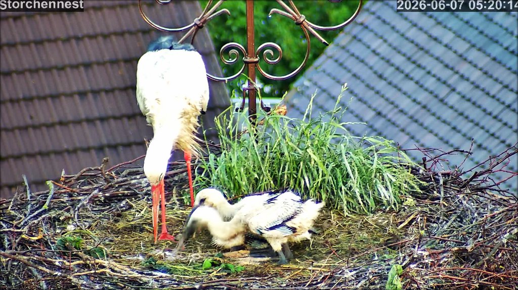 Storch 070626