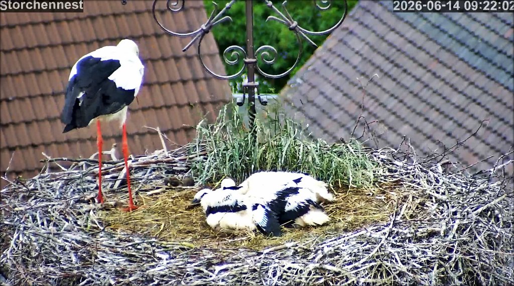 Storch 140626