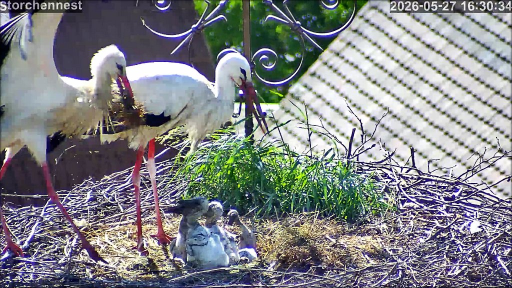 Storch 270526