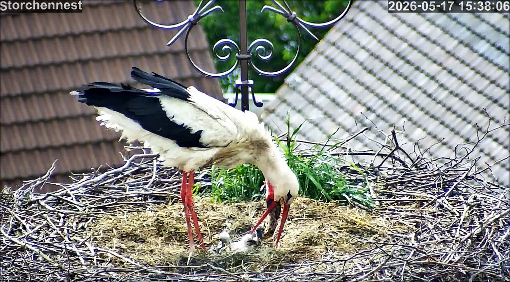 Storch 3Junge Fuetterung