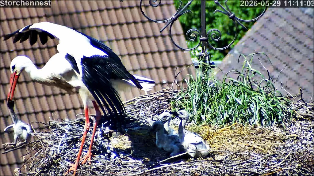Storch Abwurf2