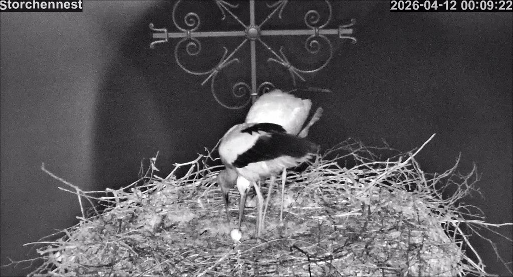 Storch Ei1