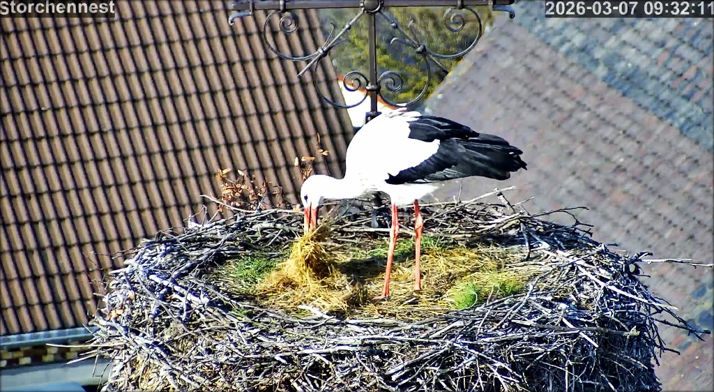 Storch Stroh