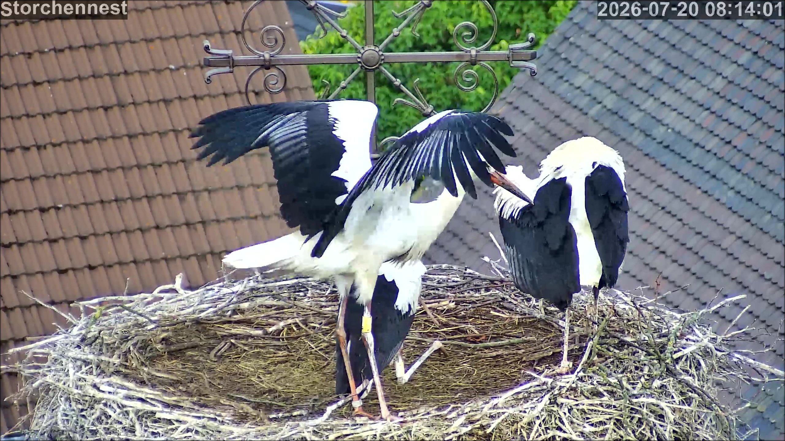 Storch fliegt