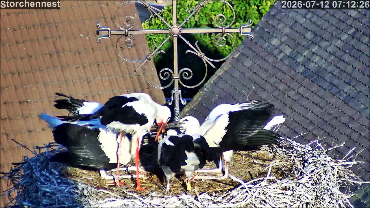 Storch vlcsnap 2026 07 12 16