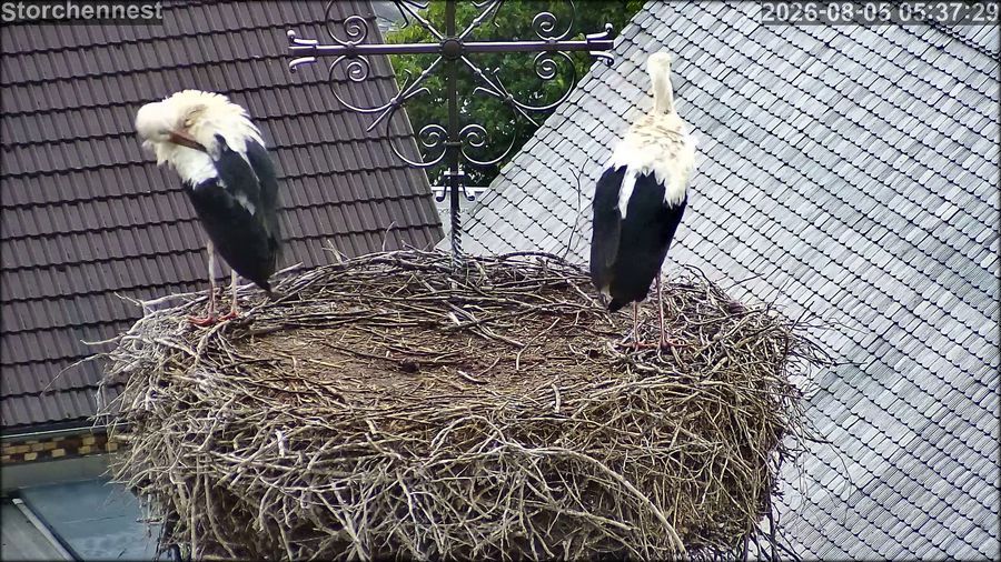storch 050826