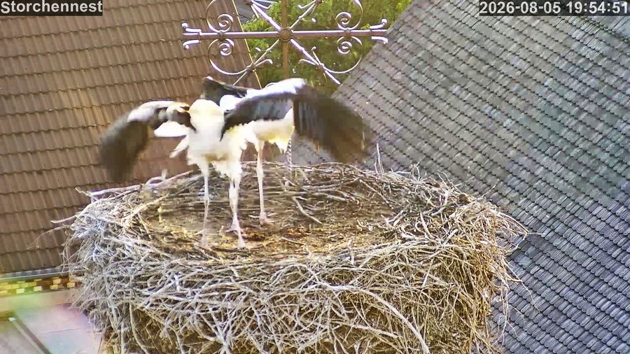 storch 050826x