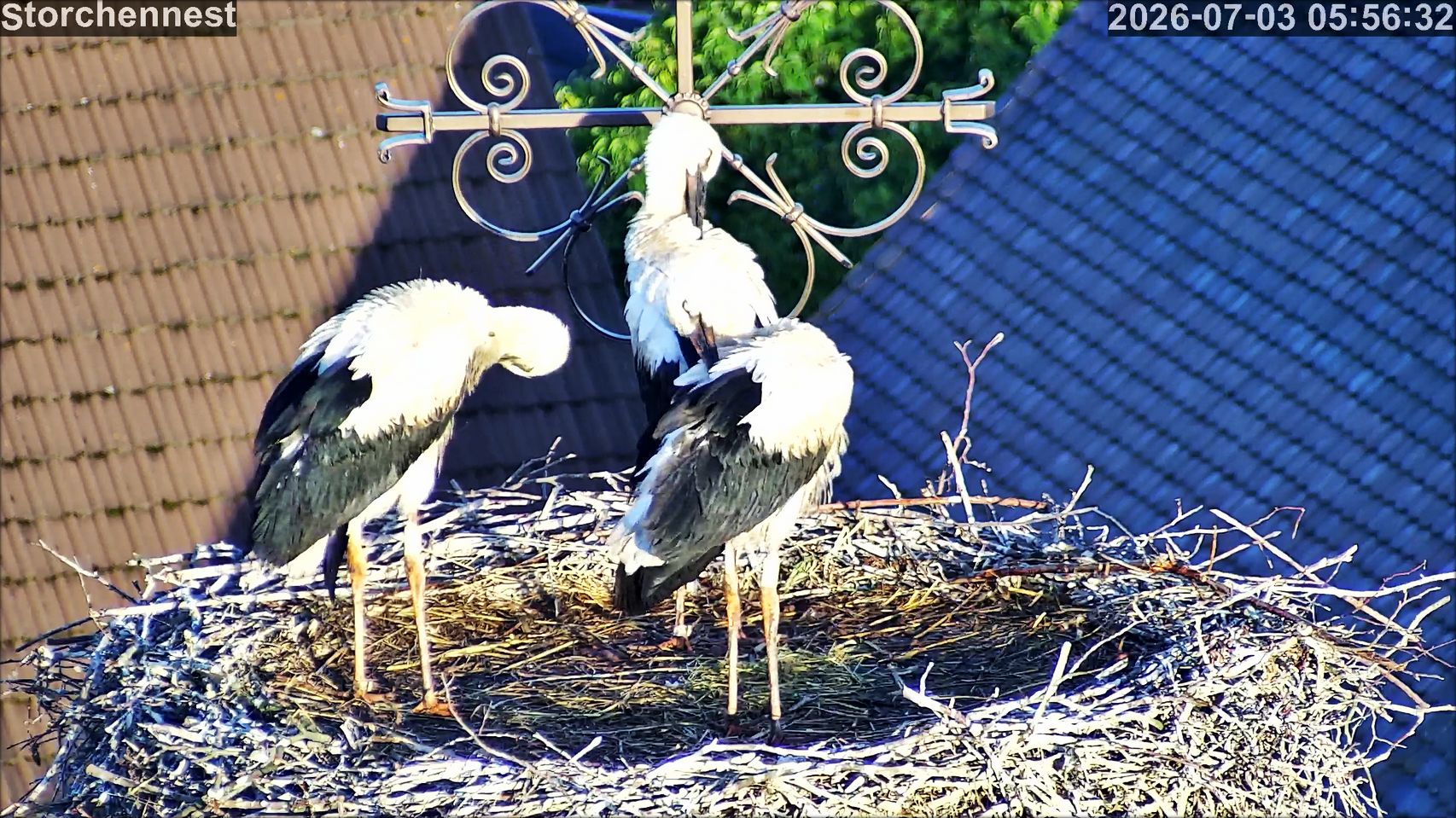 vlcsnap 2026 07 03 18h25m35s338