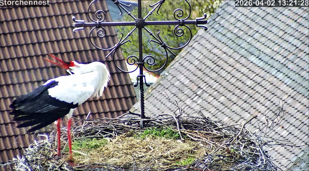 Storch 020426