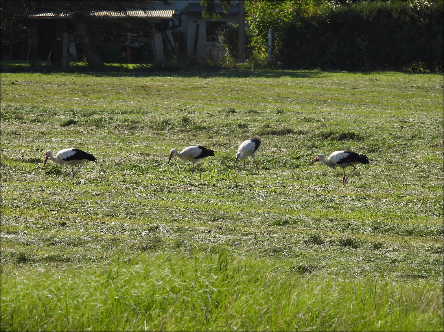 Storch Fam Wiese1