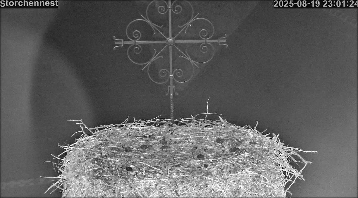 Storch Nest leer 20250819